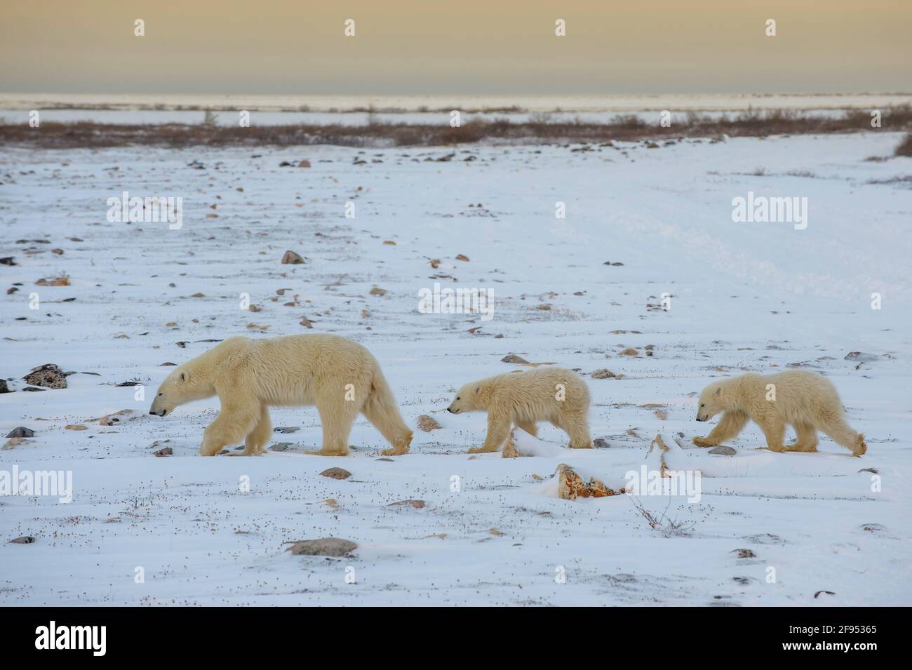 Polar bear (Ursus maritimus) mother with two cubs walking along the coast during sunset, Hudson bay, Churchill, Manitoba, Canada. Stock Photo