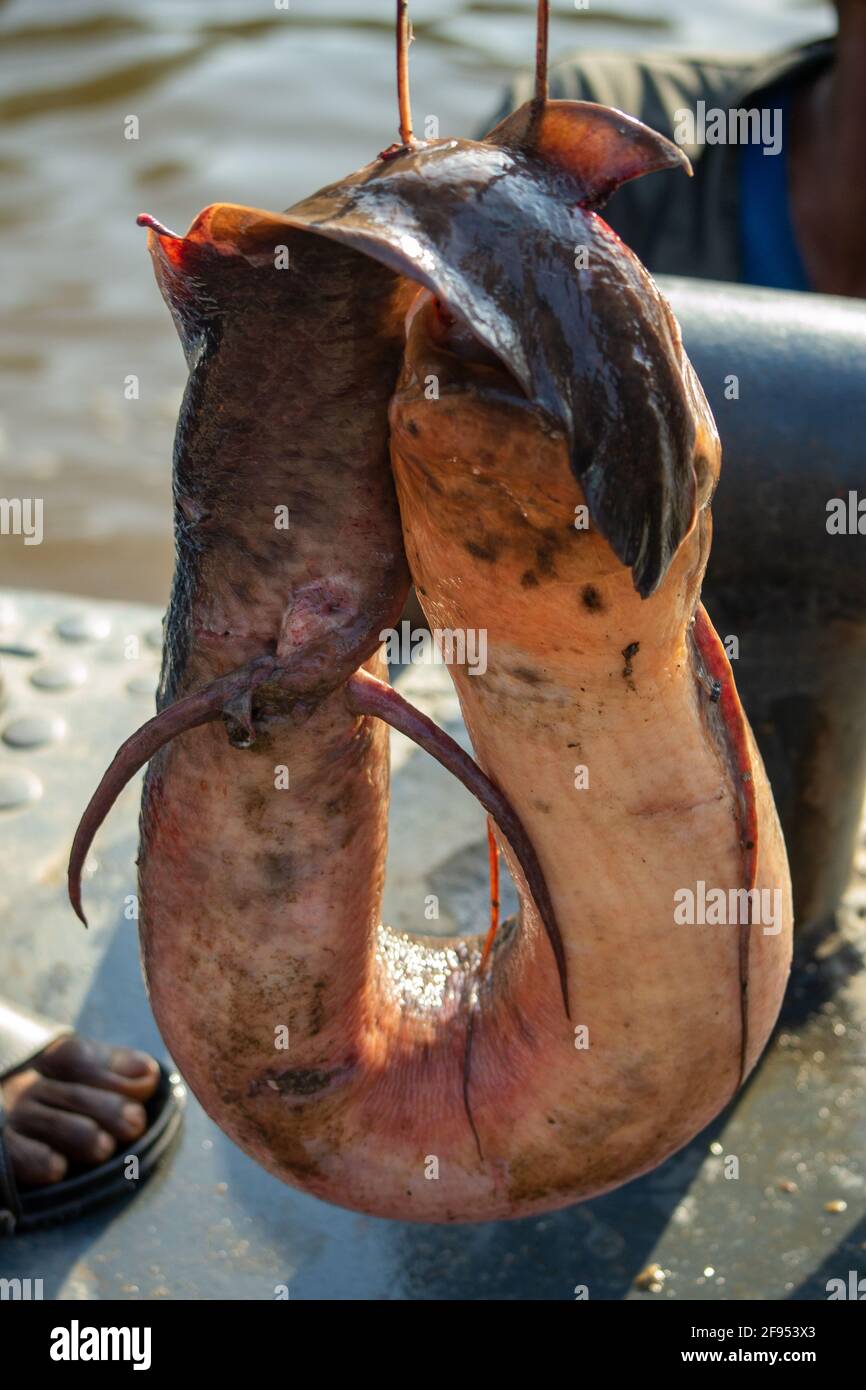 Catfish being sold to the people (stuffed between the cars & cassava) traveling down the Congo river on cargo barges. Democratic Republic of Congo. Stock Photo