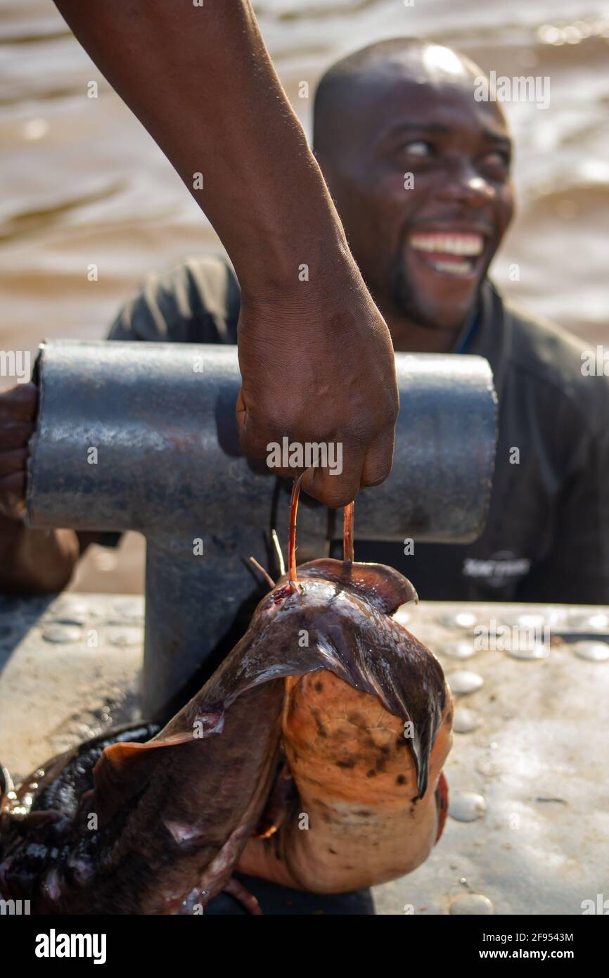 'Good deal', selling catfish to people (stuffed between cars & cassava) traveling down the Congo river on cargo barges. Democratic Republic of Congo. Stock Photo