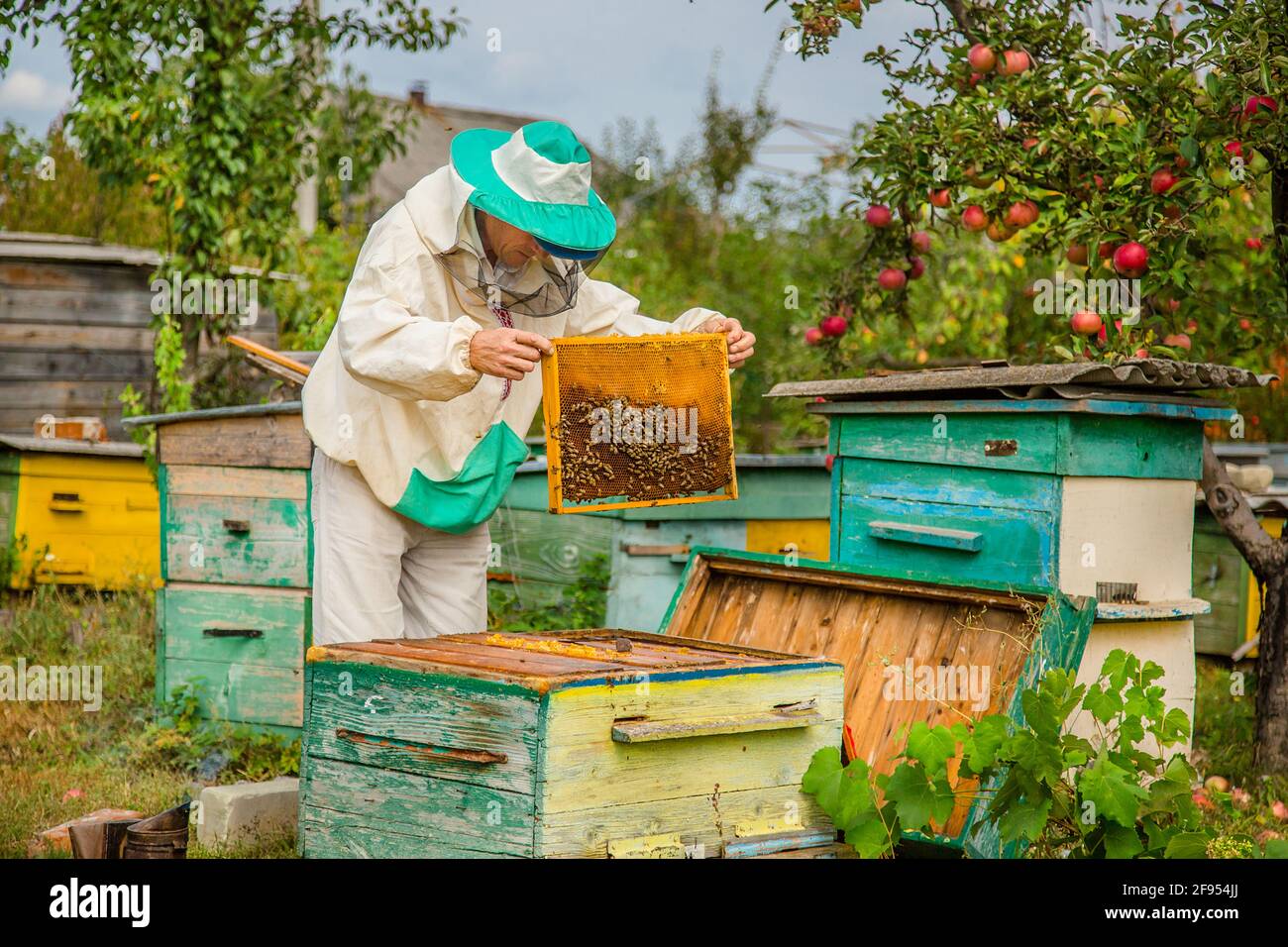 A beekeeper with a bee colony makes an inspection with his garden. Season of honey gathering. Stock Photo