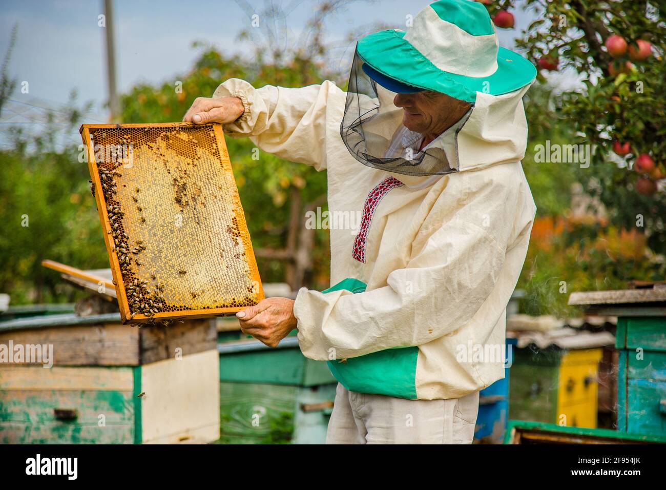 Bee Colony Inspection High Resolution Stock Photography and Images - Alamy