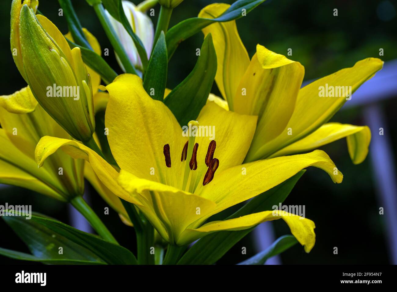 Missouri flower hires stock photography and images Alamy
