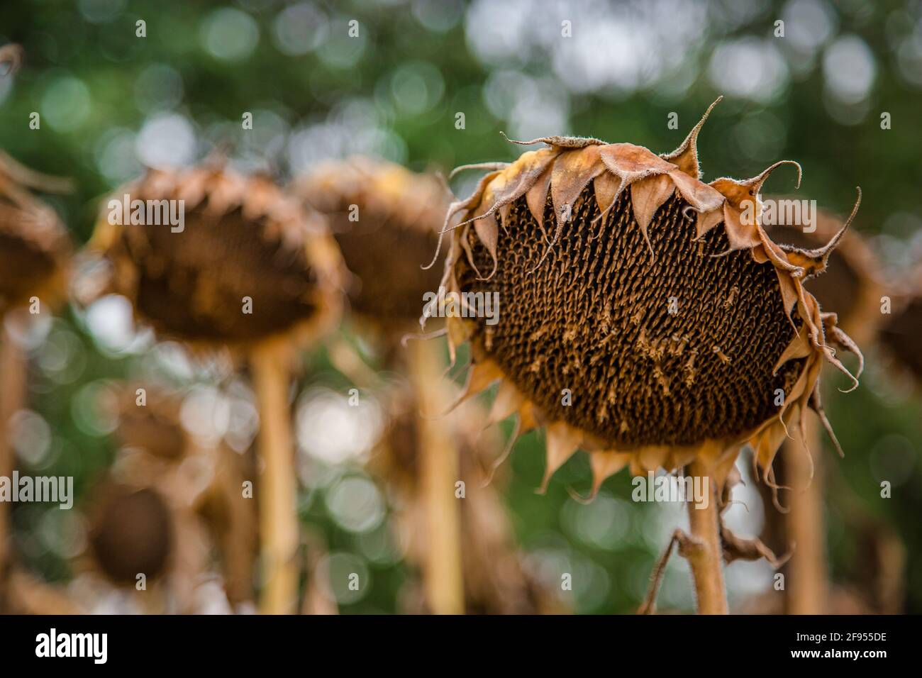 Sunflowers ready for harvest hires stock photography and images Alamy