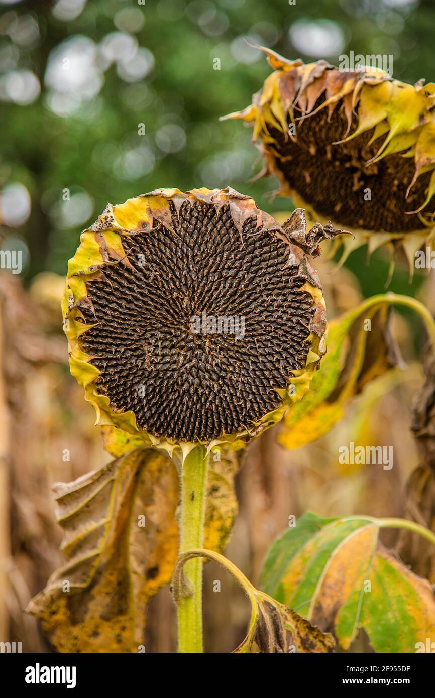 Sunflowers ready for harvest hires stock photography and images Alamy
