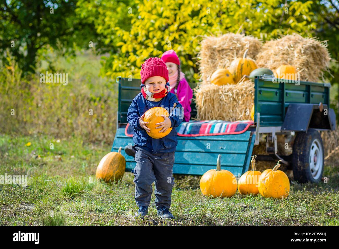 Group of little children enjoying harvest festival celebration at pumpkin patch. Kids picking and carving pumpkins at country farm on warm autumn day. Stock Photo