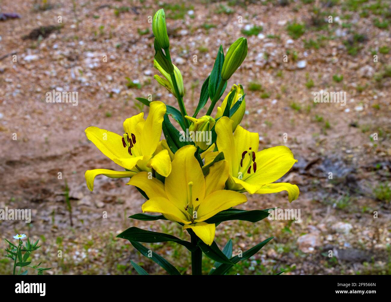 A patch of yellow lilies provide a nice splash of color and brightness to an otherwise drab and dreary ground. Bokeh effect. Stock Photo