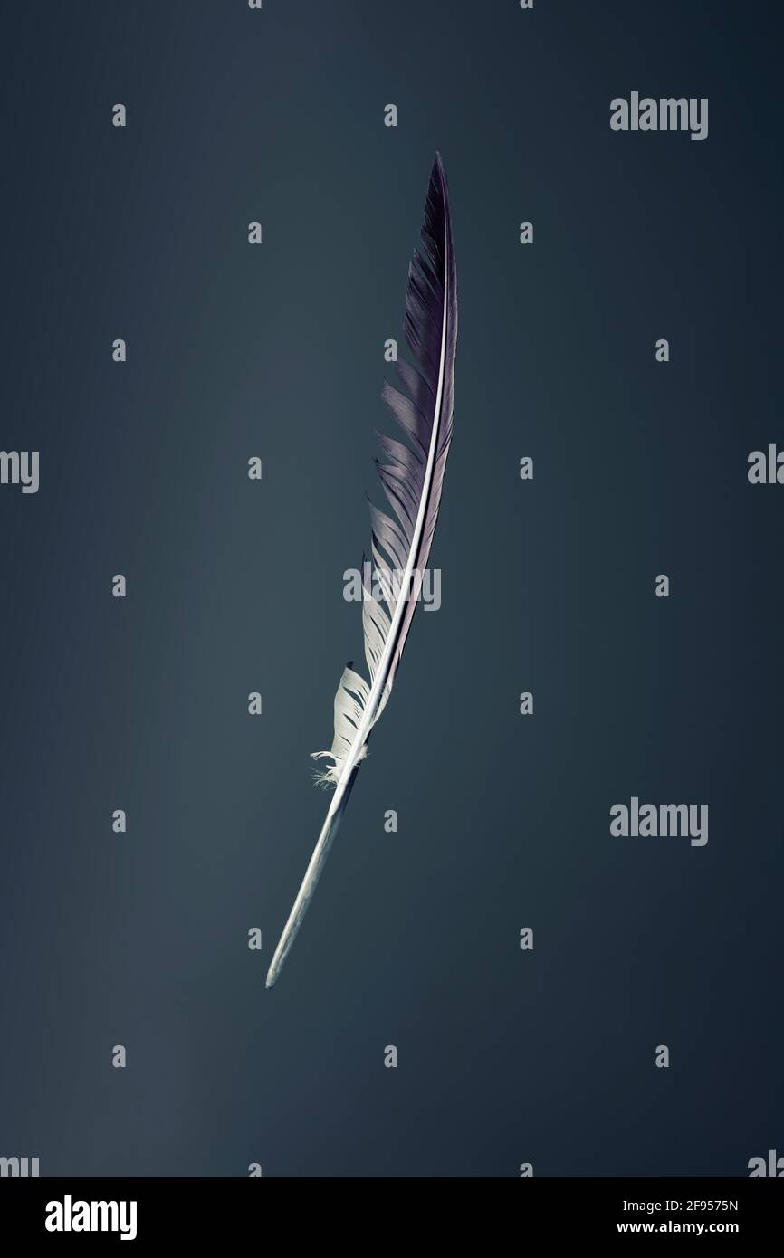 Feather floating in the air hires stock photography and images Alamy