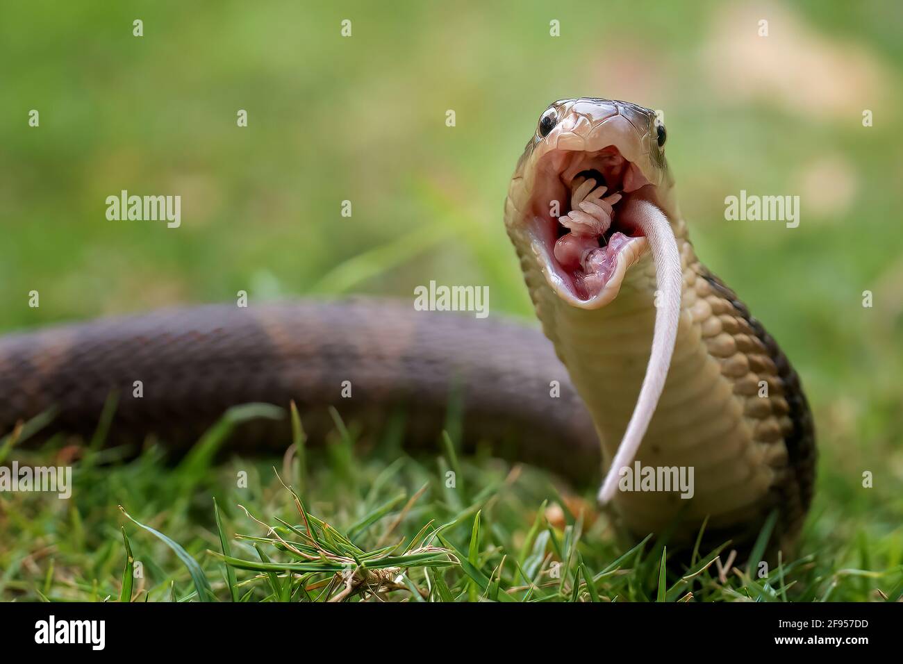 Hungry Snake - Cobra – Apps no Google Play