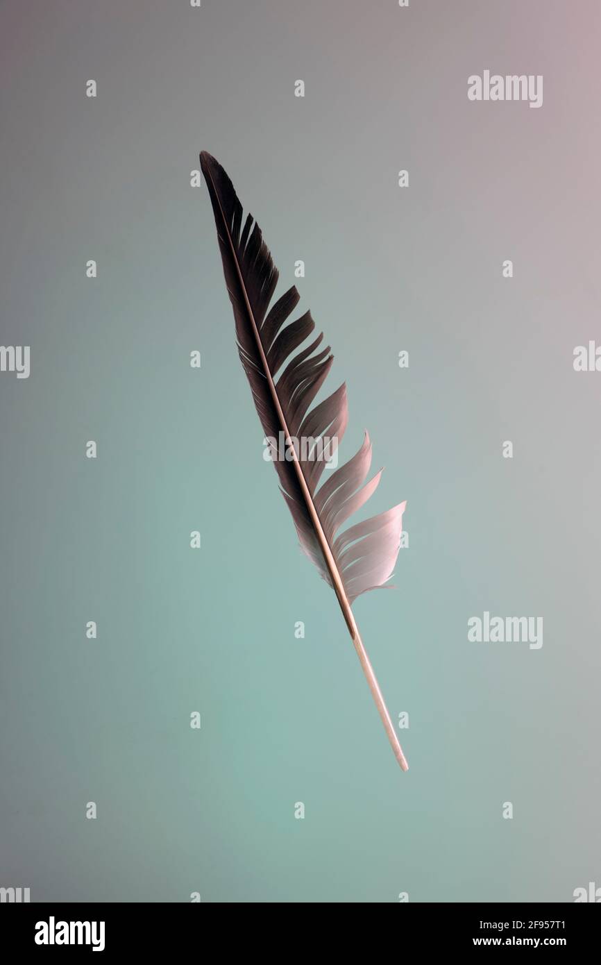Feather floating in air hires stock photography and images Alamy