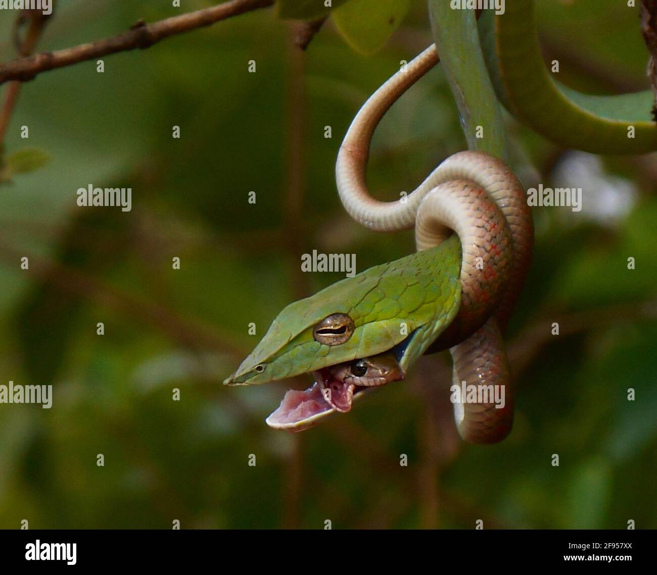 The keelback wrapped it's body around the green vine snake in an attempt to strangle it's foe but it was too late. WESTERN GHATS, INDIA: SEE THE momen Stock Photo