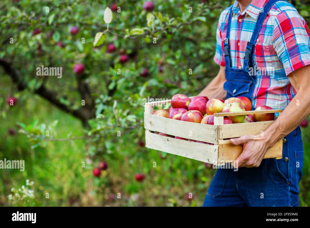 Harvesting of apples. A man working in the garden. Organic apples. Stock Photo