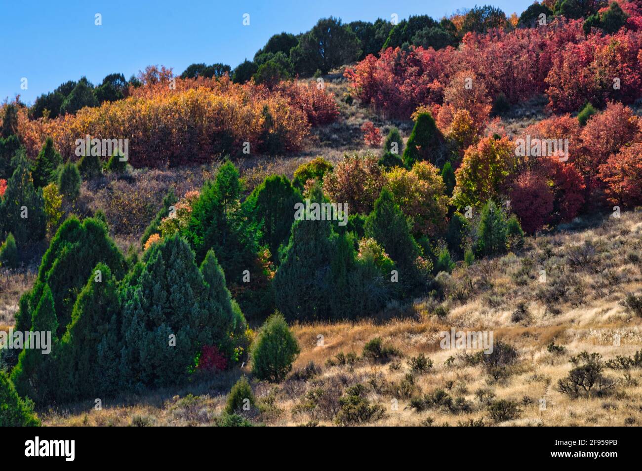 Autumn trees in a forest under blue sky Stock Photo - Alamy