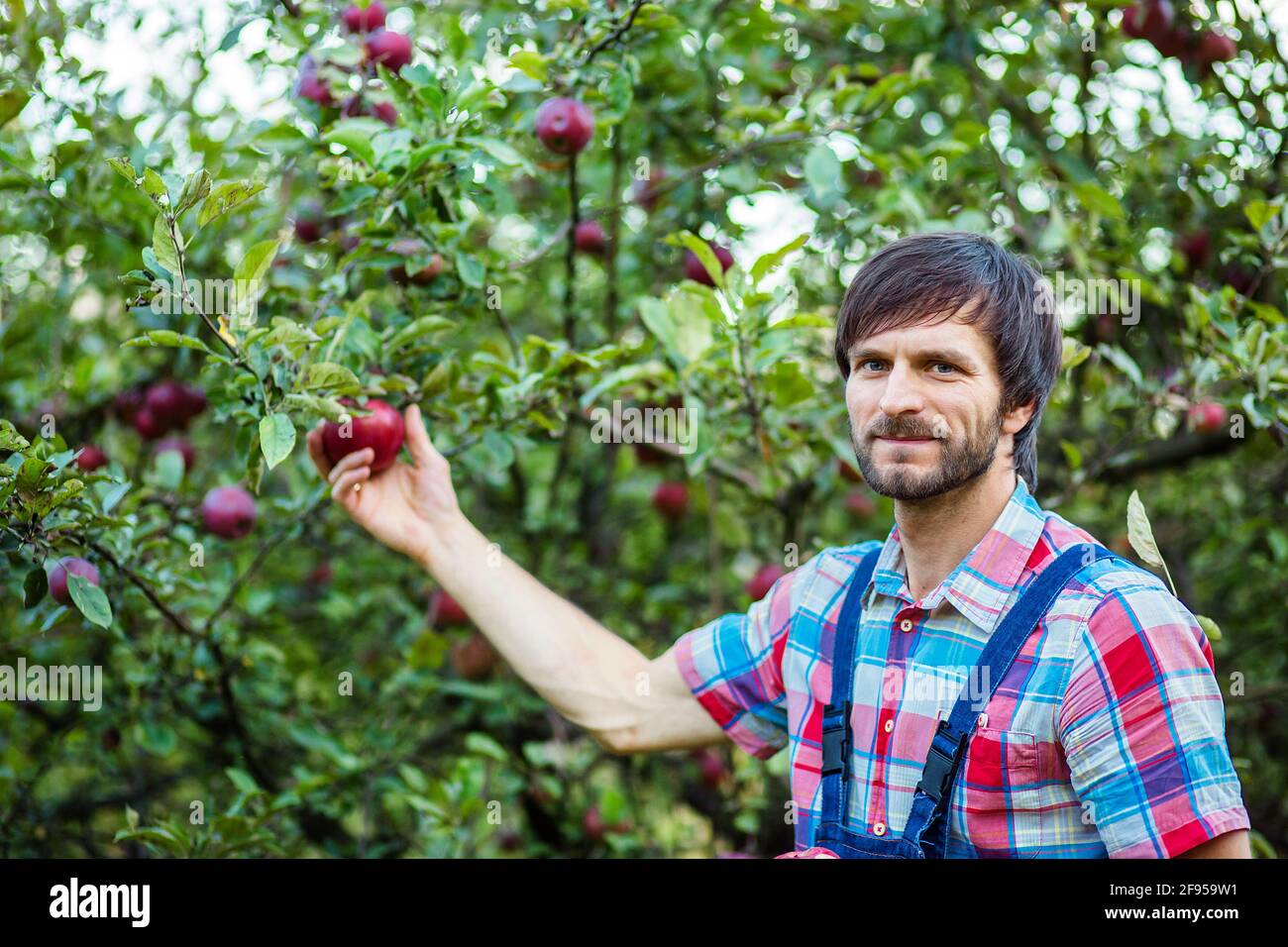 Harvesting of apples. A man working in the garden. Organic apples. Stock Photo