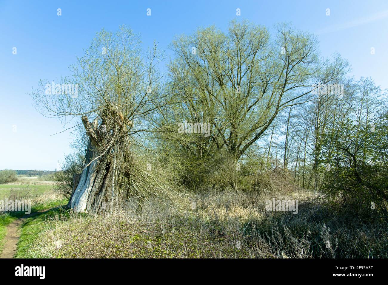 Old broken willow tree but still growing Stock Photo Alamy