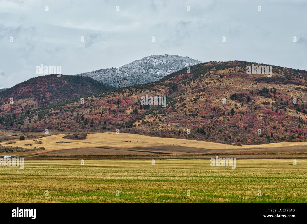 Mountain forest under cloudy sky Stock Photo - Alamy