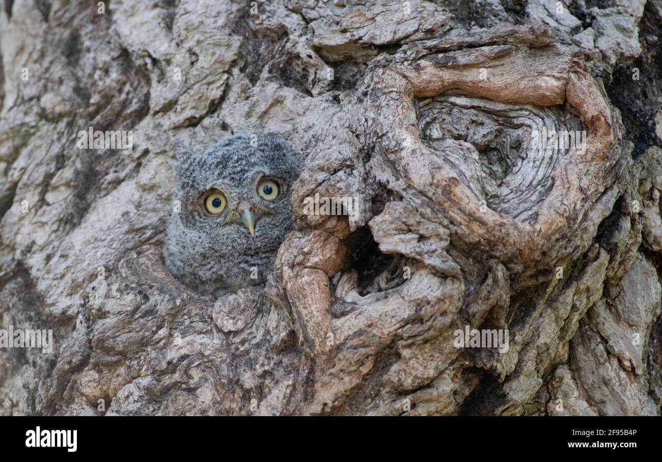 The screech owl is well camouflaged against the tree bark to protect itself from predators. SCARBOROUGH, CANADA: CAN YOU spot the sneaky OWL staring b Stock Photo