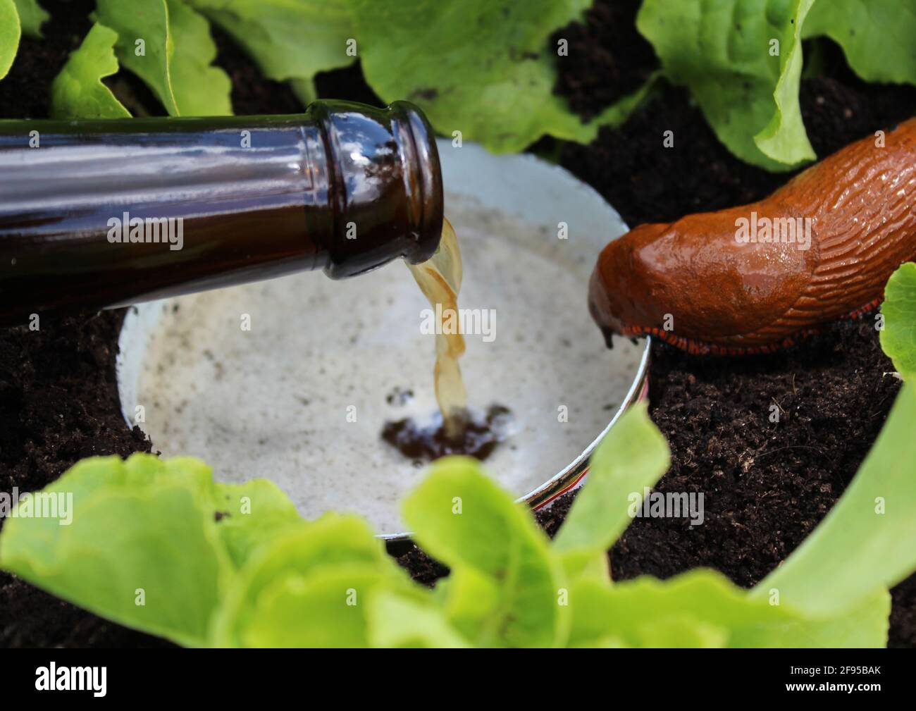 Beer trap garden snails hires stock photography and images Alamy