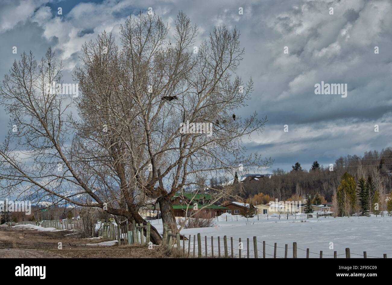 Dry tree in a snowy field Stock Photo - Alamy
