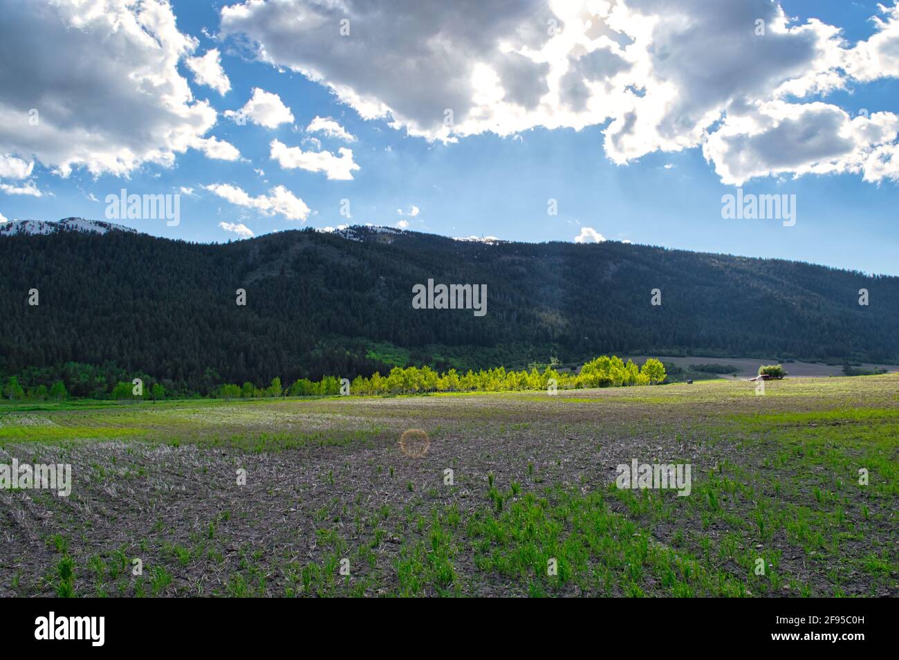 Mountain forest under blue cloudy sky Stock Photo - Alamy
