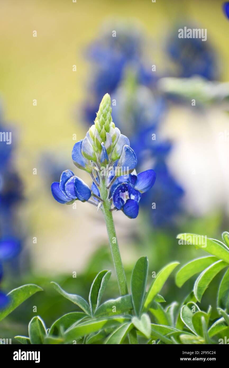 close up of a single in a wildflower field in central texas