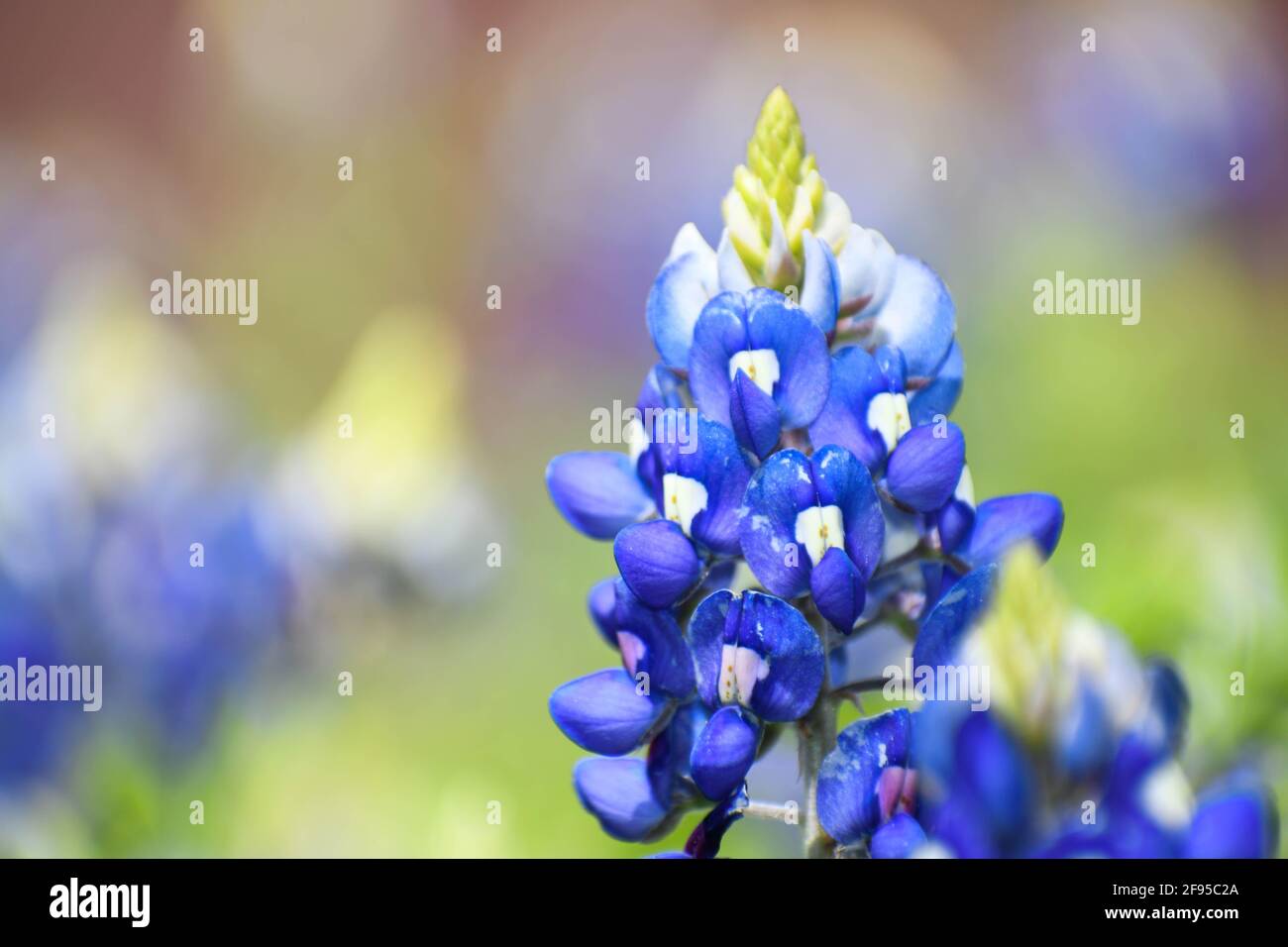 close up of a single in a wildflower field in central texas