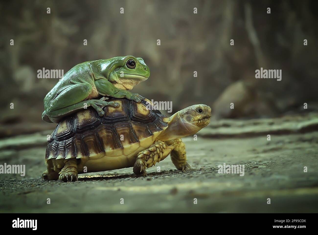 The tortoise soon decided that there was no harm in carrying on with his  travels. PADANG, INDONESIA: TURTLE POWER: See the hilarious moment a  three-ou Stock Photo - Alamy