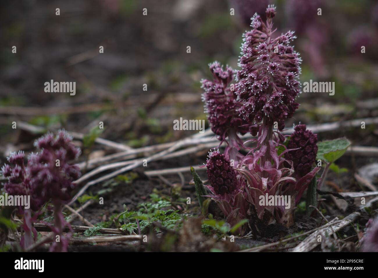 Flowers of pink butterbur (Petasites hybridus) on meadow - it is medicinal plant Stock Photo