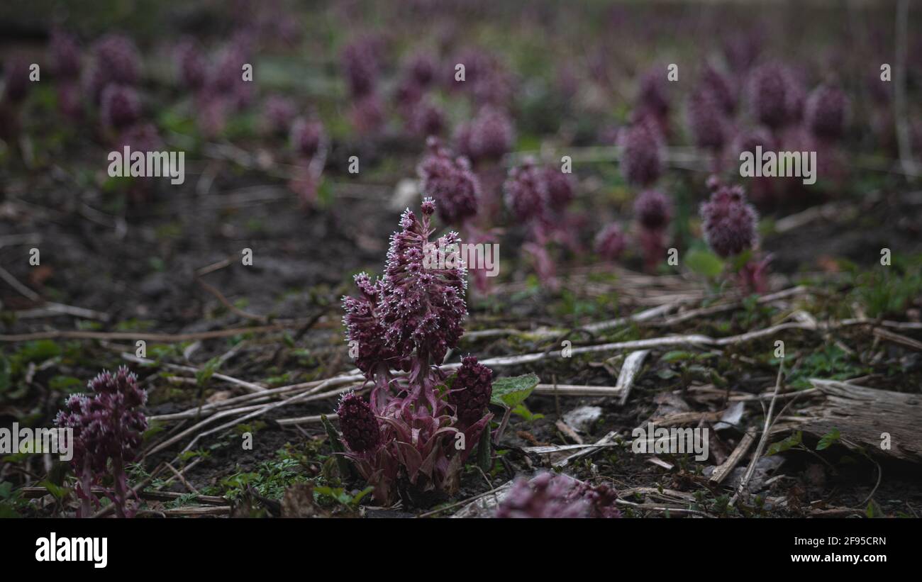 Flowers of pink butterbur (Petasites hybridus) on meadow - it is medicinal plant Stock Photo