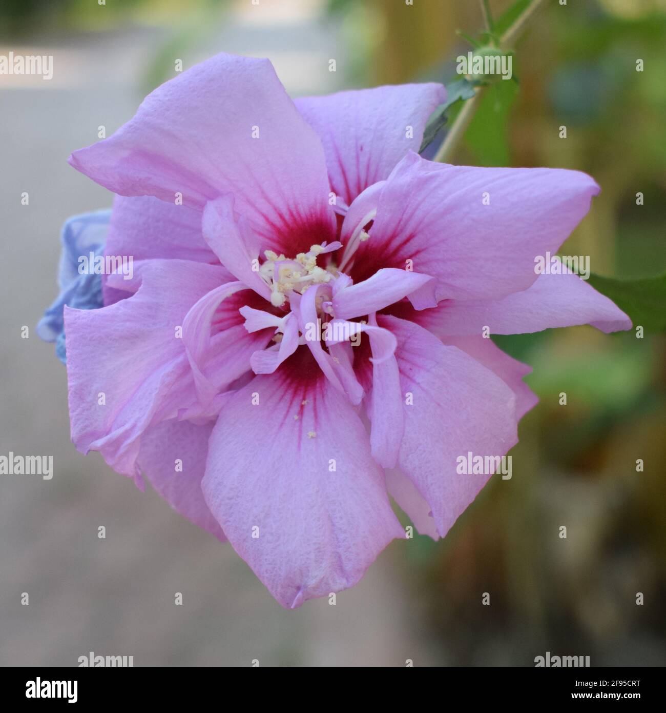 Flowers Godetia Clarkia pulchella. White and pink summer garden