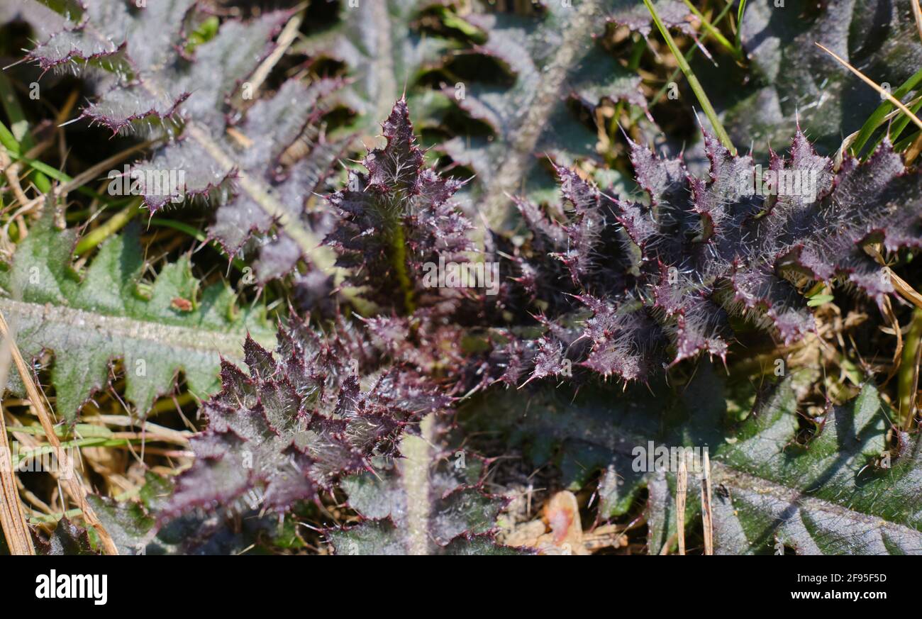 cirsium-vulgare-the-spear-thistle-bull-thistle-or-common-thistle