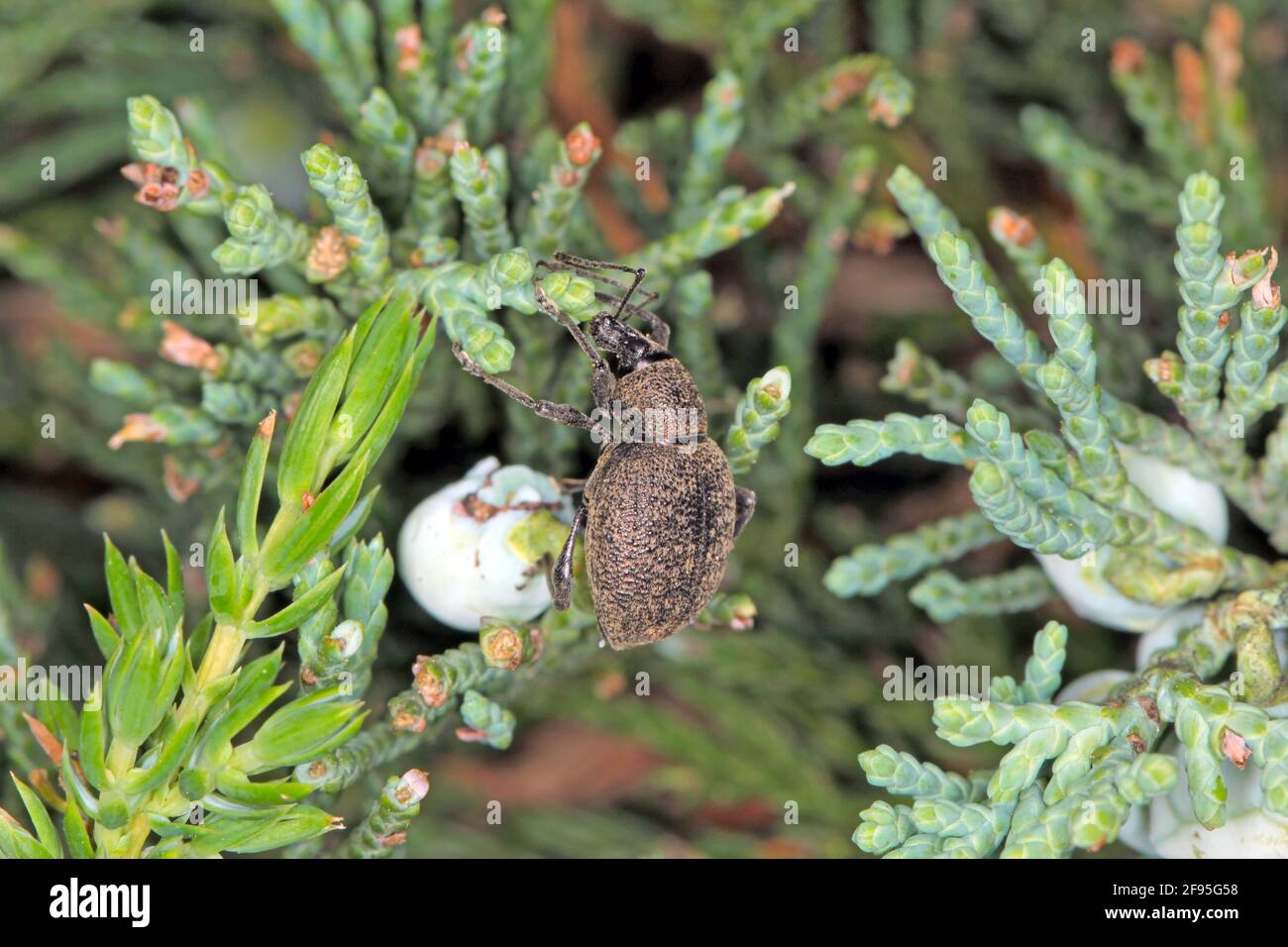 Beetle of Otiorhynchus (sometimes Otiorrhynchus) on conifers. Many of them e.i. black vine weevil (O. sulcatus) or strawberry root weevil (O. ovatus) Stock Photo