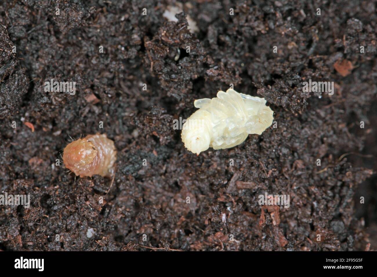 Pupae of Otiorhynchus (sometimes Otiorrhynchus) on soil. Many of them e.i. black vine weevil (O. sulcatus) or strawberry root weevil (O. ovatus) Stock Photo