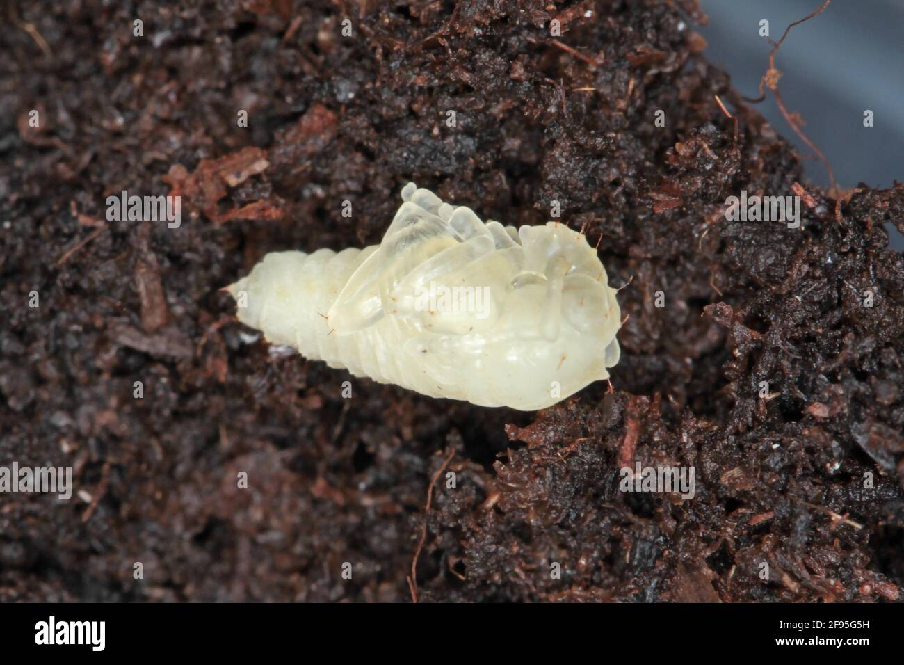 Pupae of Otiorhynchus (sometimes Otiorrhynchus) on soil. Many of them e.i. black vine weevil (O. sulcatus) or strawberry root weevil (O. ovatus) Stock Photo