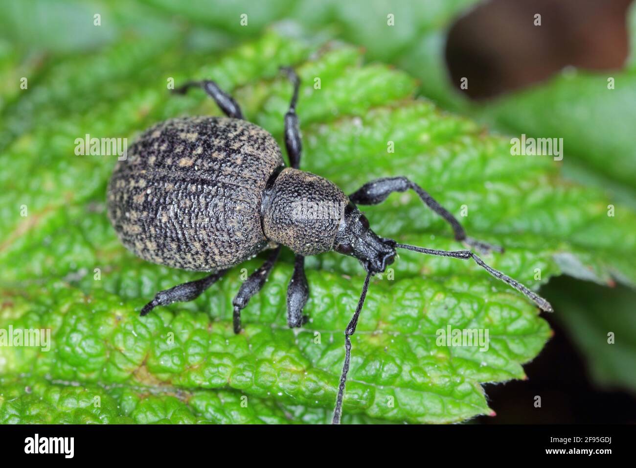 Beetle of Otiorhynchus (sometimes Otiorrhynchus) on conifers. Many of them e.i. black vine weevil (O. sulcatus) or strawberry root weevil (O. ovatus) Stock Photo
