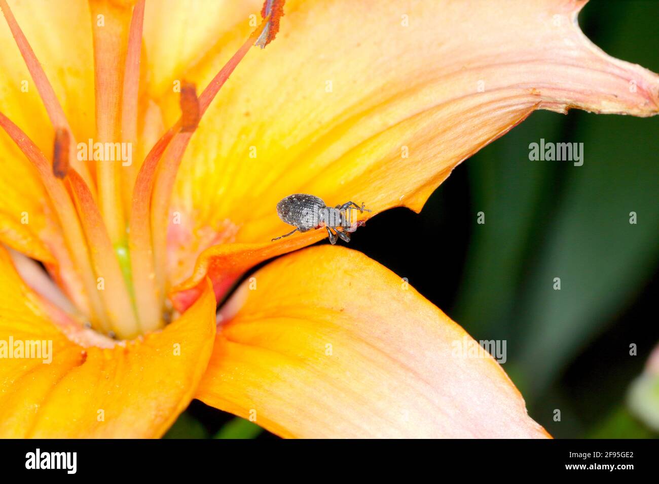 Beetle of Otiorhynchus (sometimes Otiorrhynchus) eating lily flower. Many of them e.i. black vine weevil (O. sulcatus) or strawberry root weevil (O. o Stock Photo