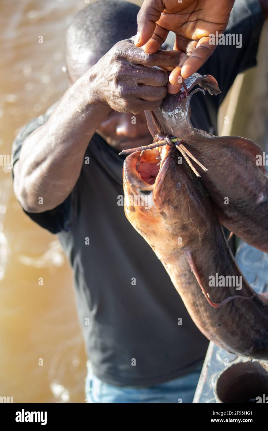 'All yours', selling catfish to people (stuffed between cars & cassava) traveling down the Congo river on cargo barges. Democratic Republic of Congo. Stock Photo
