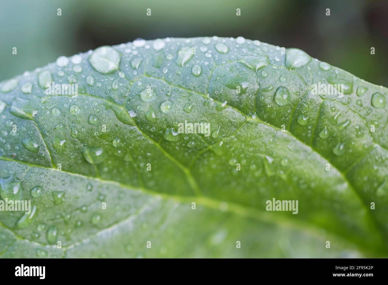 Water drops on green leaf, macro concept Stock Photo