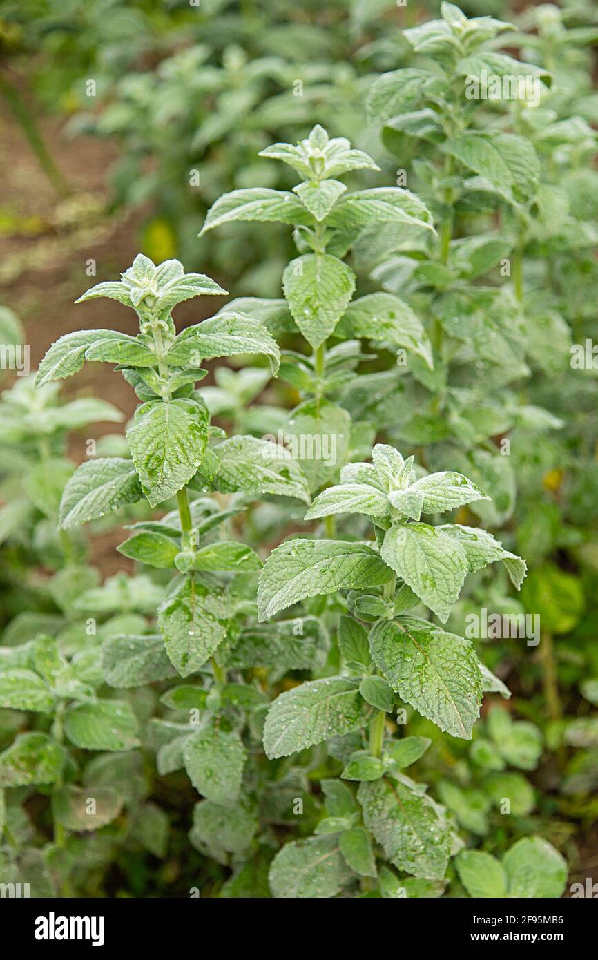Mint plant,mint plant growing in the garden Stock Photo Alamy