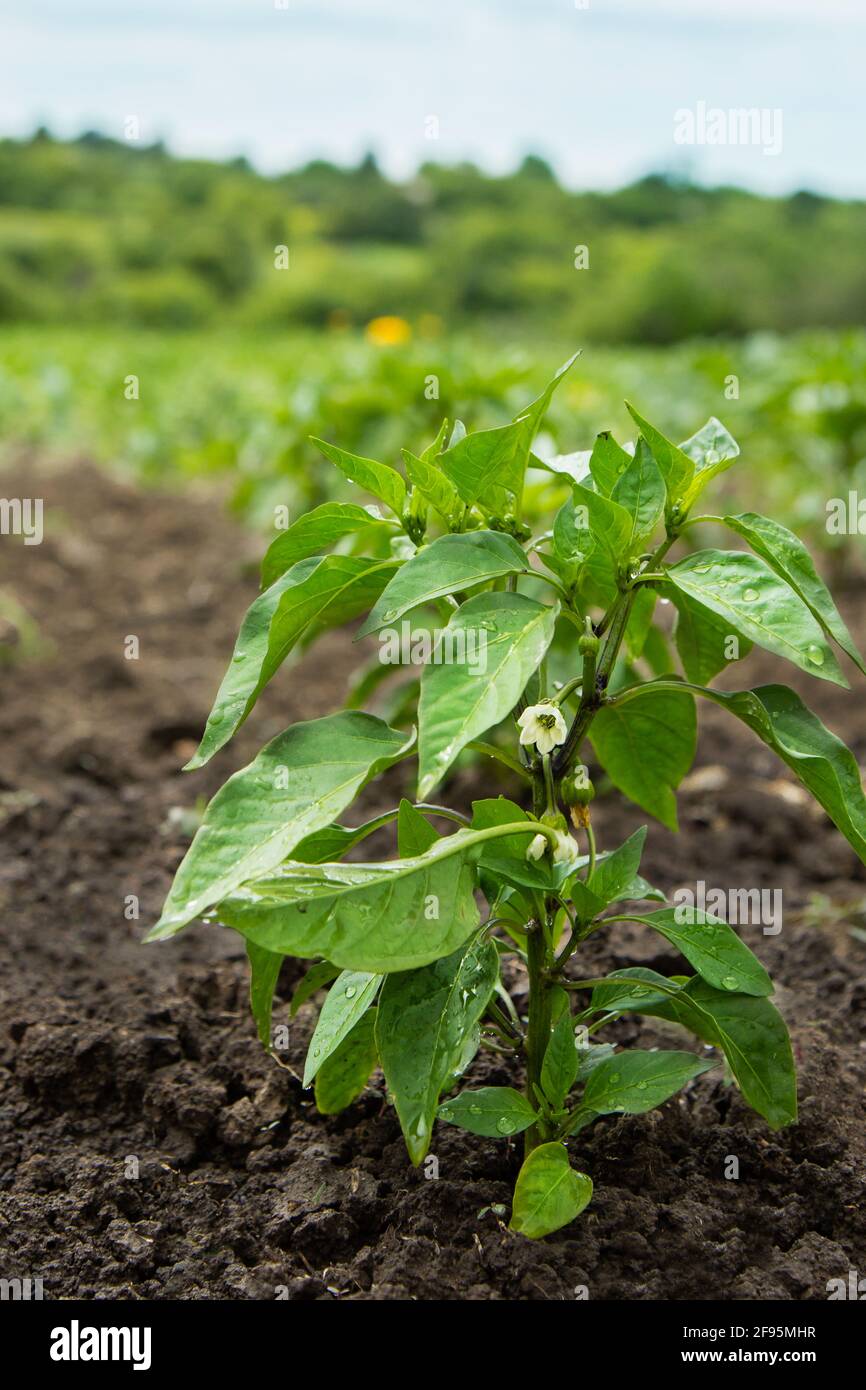 Pepper plant after watering. Green peppers growing in the garden Stock Photo