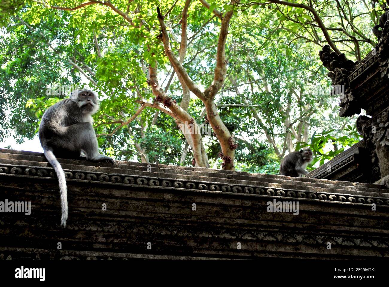 Monkeys sit on carved wall of Balinese Hindu Monkey Forest. Mandala Suci Wenara Wana, or well known as Ubud Monkey Forest, sanctuary and habitat. Stock Photo