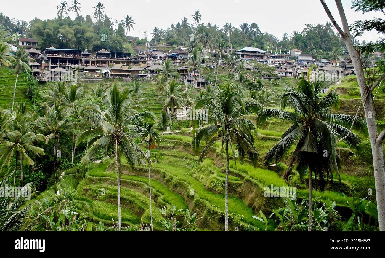 Ubud, Bali, Indonesia: Tegallang Rice Terrace in Ubud, Bali, Indonesia. These rice terraces are green and lush and a popular tourist destination. Stock Photo