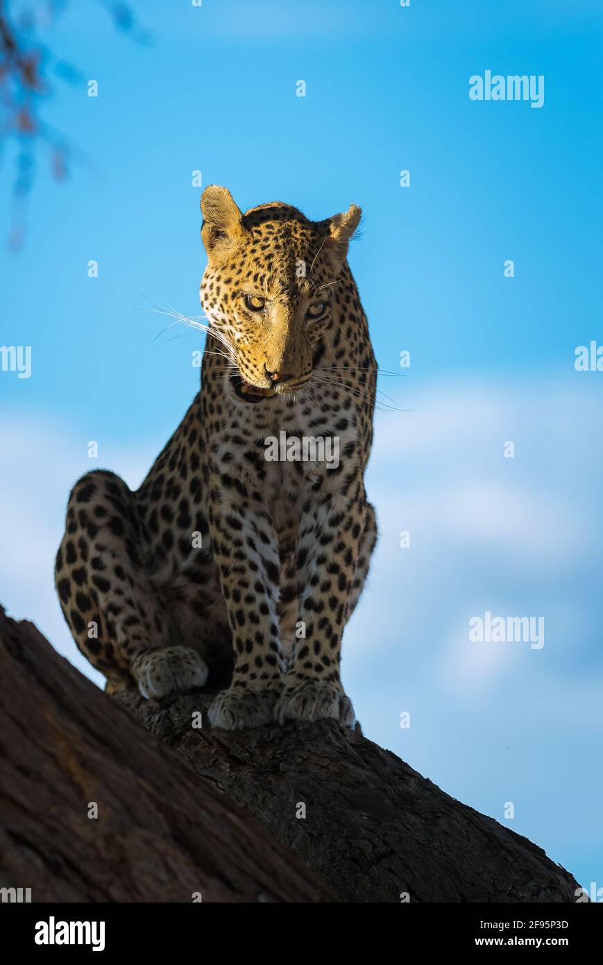 BOTSWANA: The leopard sits of the tree looking satisfied after its tasty meal. THIS UNLUCKY impala?s eyes POPPED out of the sockets after a leopard CR Stock Photo