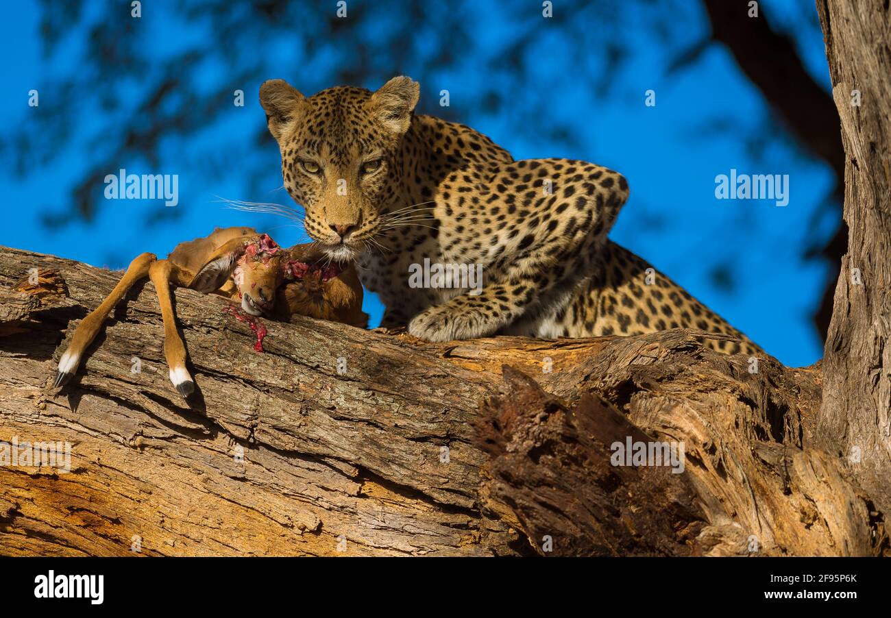BOTSWANA: The leopard looks on as it munches down on its impala prey. THIS UNLUCKY impala?s eyes POPPED out of the sockets after a leopard CRUSHED its Stock Photo