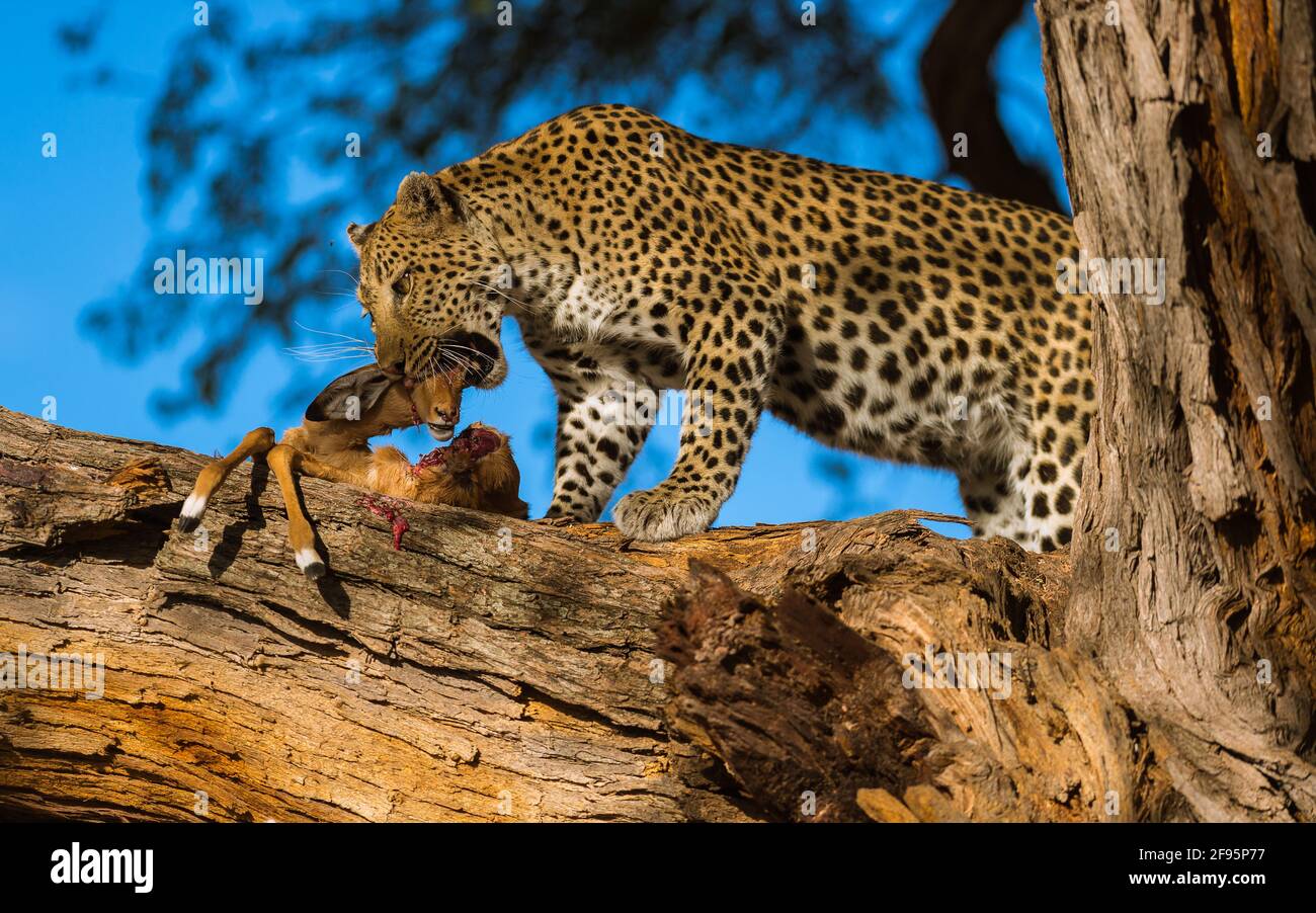 BOTSWANA: The leopard munches down on the impala's head. THIS UNLUCKY impala?s eyes POPPED out of the sockets after a leopard CRUSHED its skull. In on Stock Photo