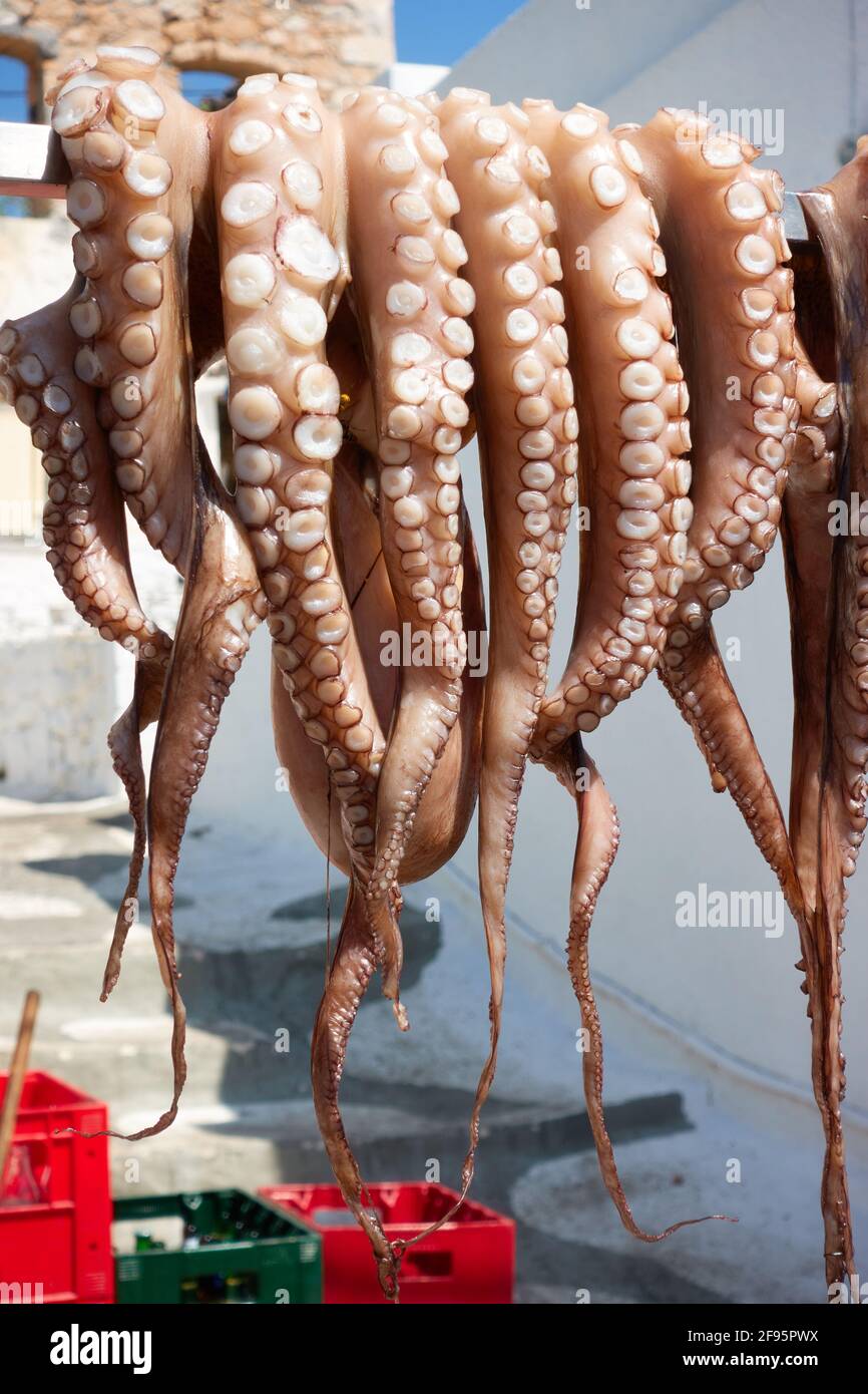 Fresh octopus drying in the sun, Aegina Island, Perdika, Greece. Greek food Stock Photo