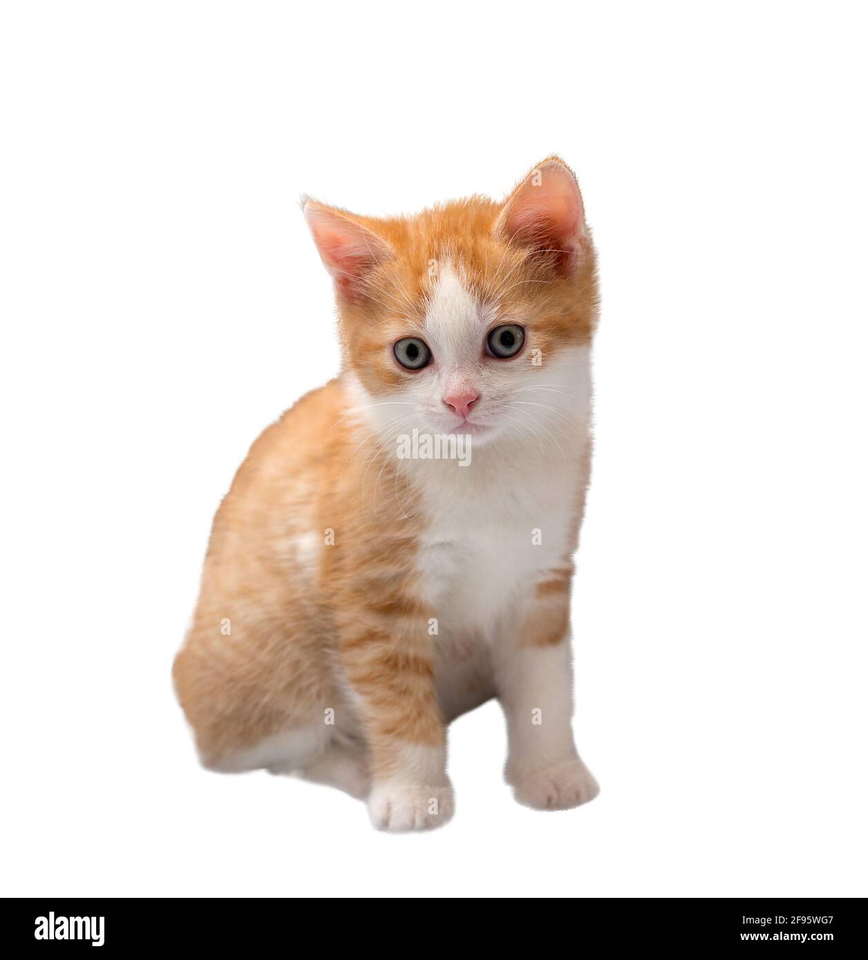 red kitten isolated on white Photo - Alamy