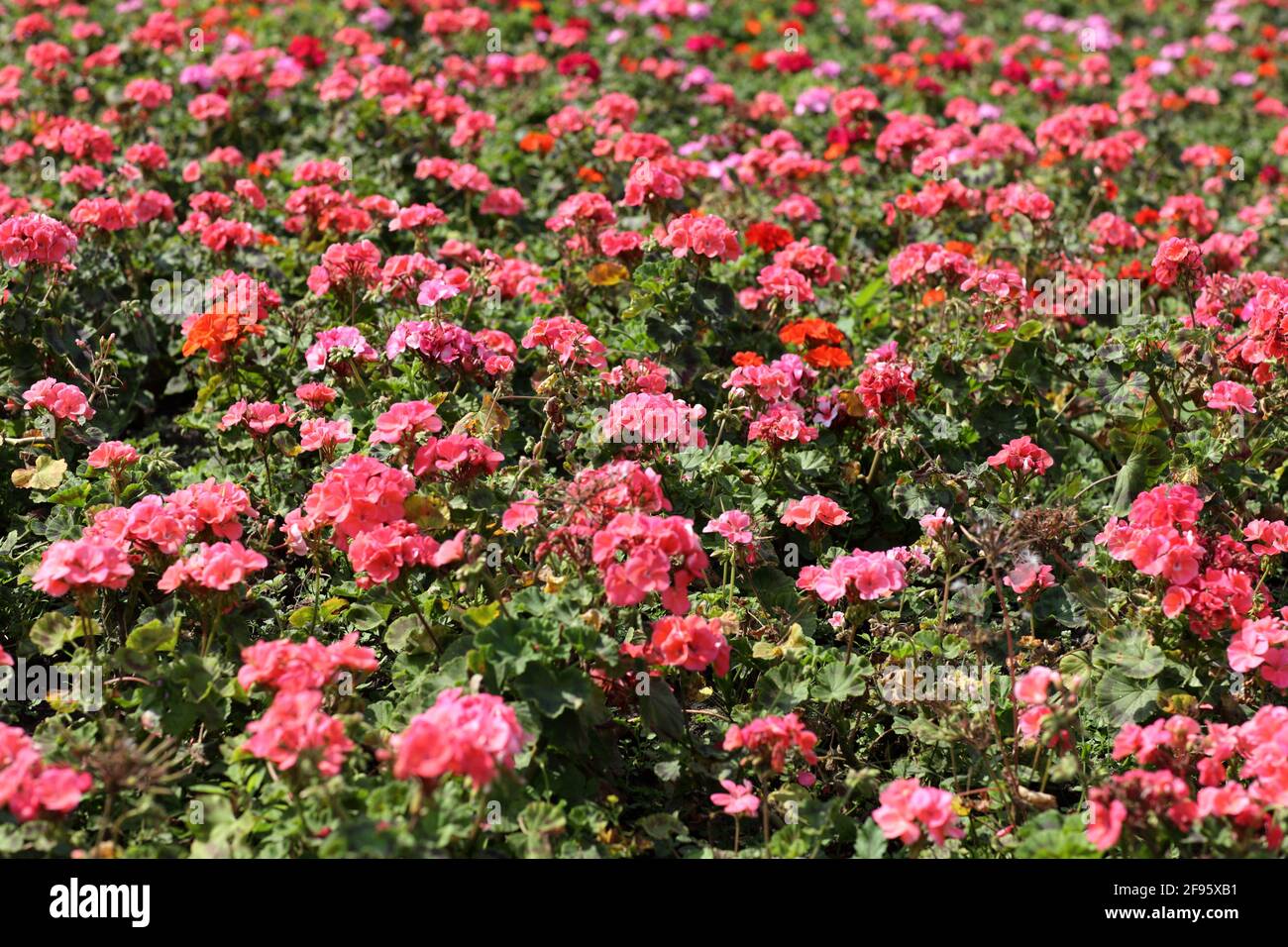 Phlox bed in a summer park, Moscow Stock Photo