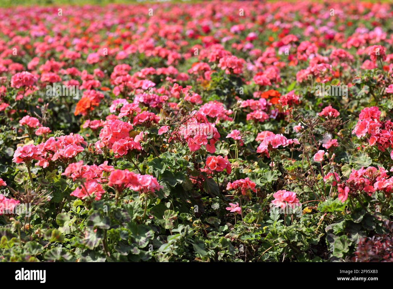 Garden phlox bed at a park in Moscow Stock Photo