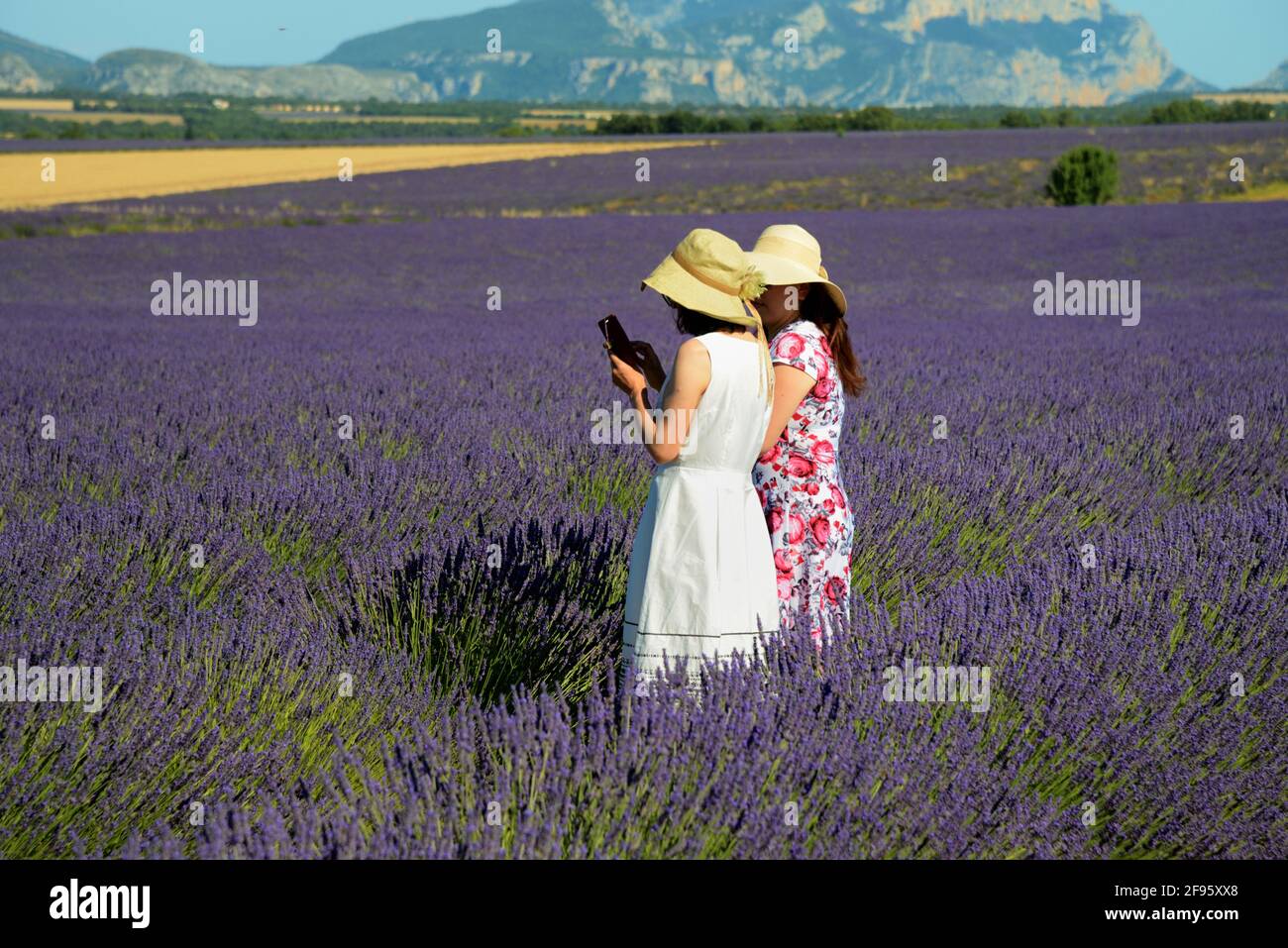 Couple of Female Chinese Tourists Looking at Selfies in Lavender Field Valensole Plateau Provence France Stock Photo