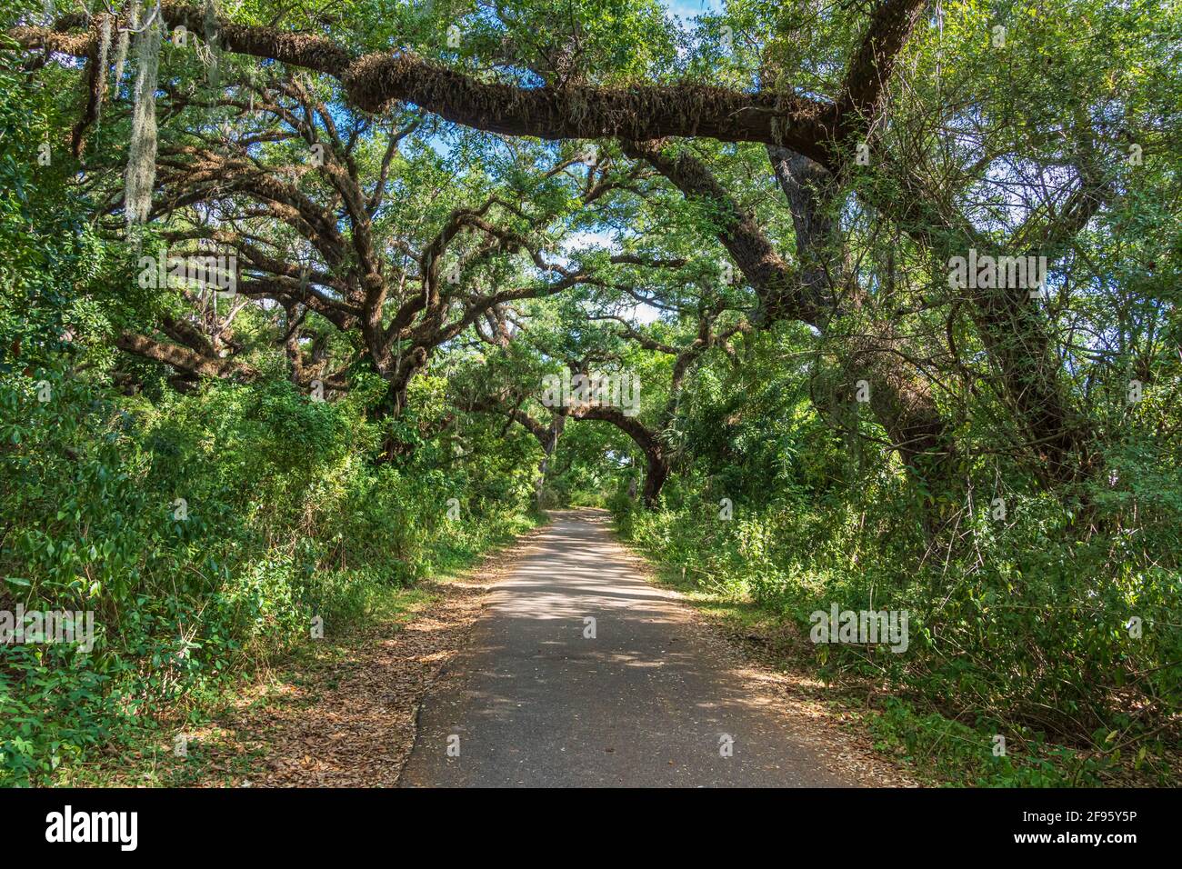 Paved pathway through southern live oak trees (Quercus virginiana) at Pine Island Ridge Natural Area - Davie, Florida, USA Stock Photo